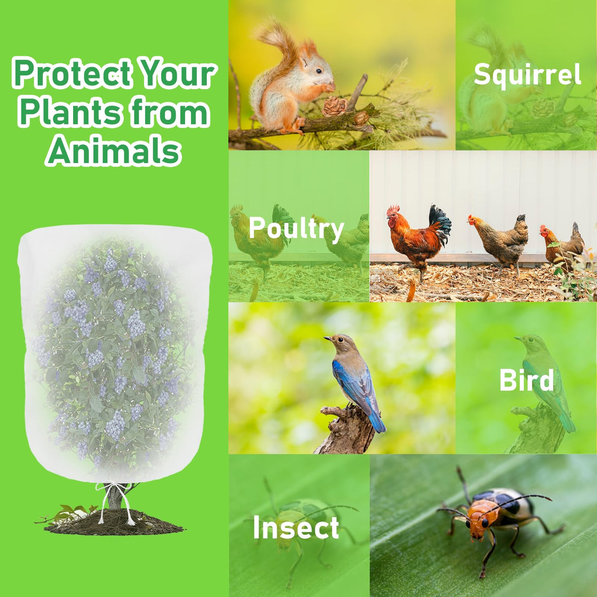 Evoio Bird Netting protects fruit trees while allowing sunlight and rain to reach fruit
