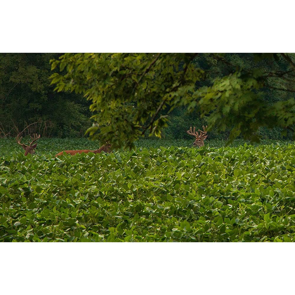 Close-up of Throw & Gro seed mix shows diverse clovers and ryegrass for deer nutrition.