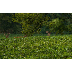 Close-up of Throw & Gro seed mix shows diverse clovers and ryegrass for deer nutrition.