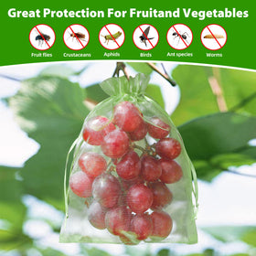 EWPJDK kiwis, lemons and tomatoes safeguarded from birds with transparent protection.