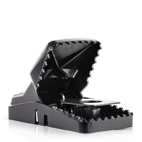 eXuby Large Rat Trap with open mouth for fast capture and easy cleanup.