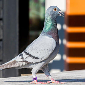 Safe, durable materials provide gentle handling for delicate birds.