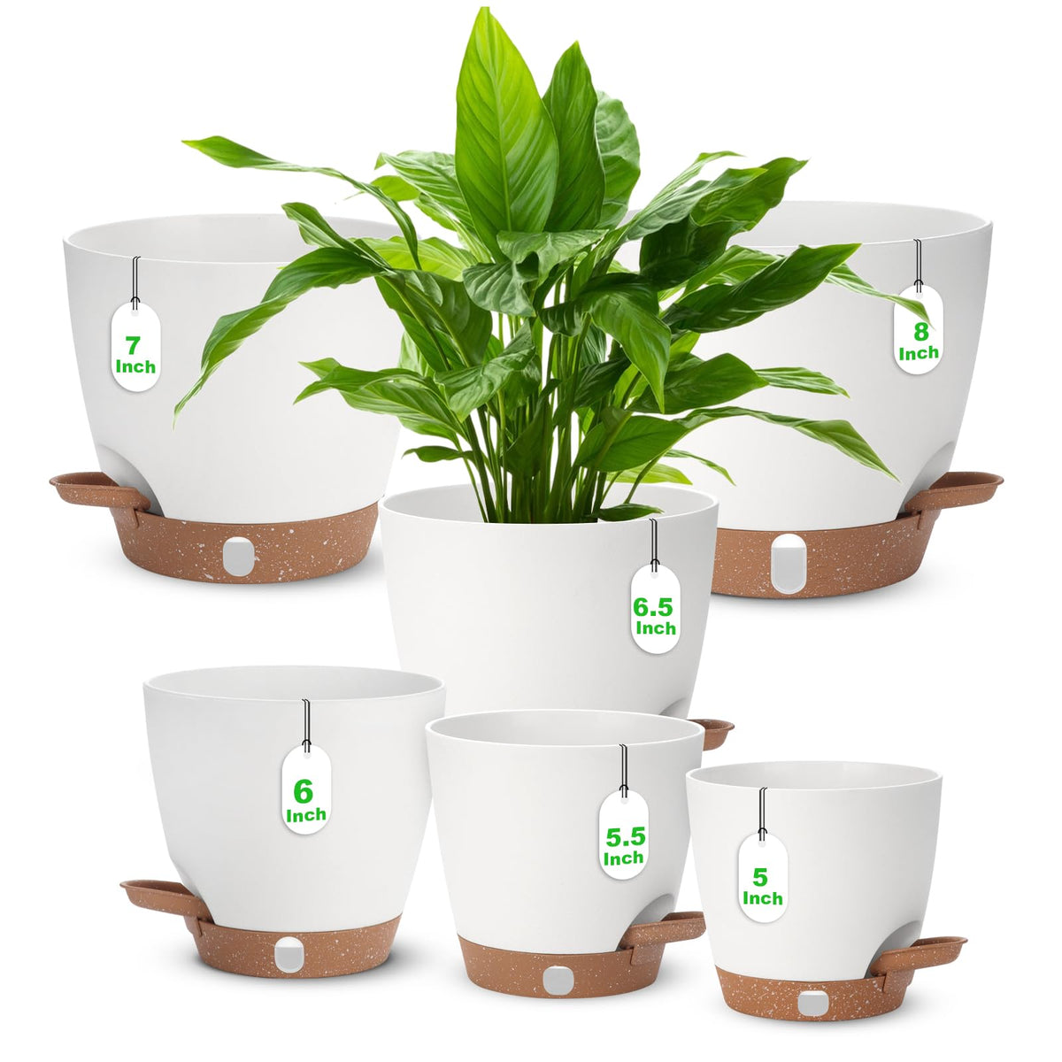 Ezmixcoop self-watering pot 8-inch with water level window for easy care.