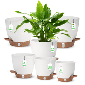 Ezmixcoop self-watering pot 8-inch with water level window for easy care.