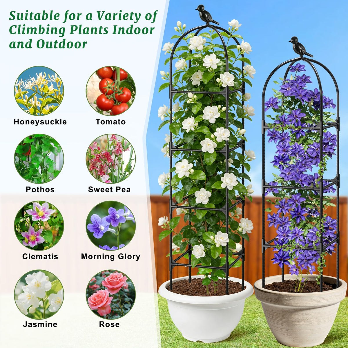 Fabulas 75-inch height supports tall vines without crowding.