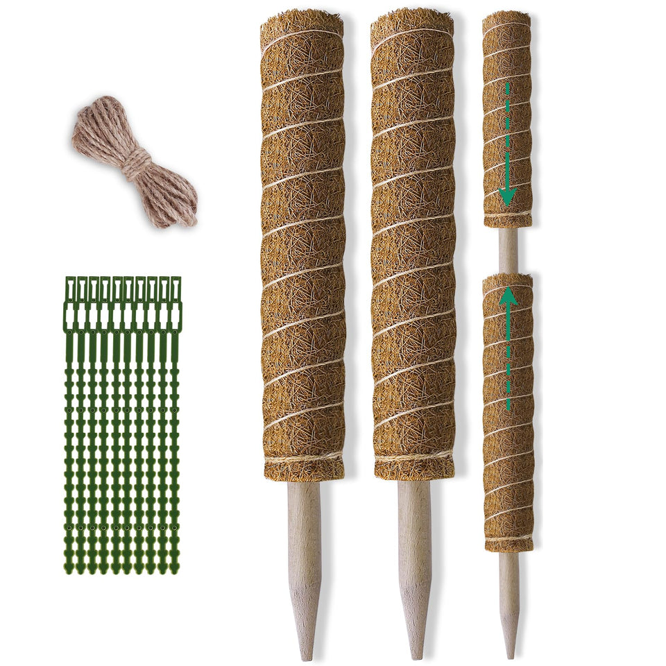Fabulas moss pole 36-inch Monstera support guiding vertical growth toward light.