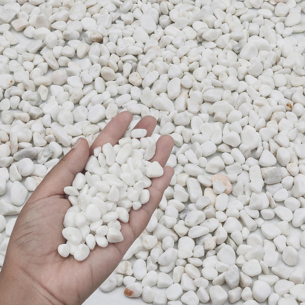 Fahaxiki 3lb white gravel pebbles improve drainage and add natural color to pots and terrariums.