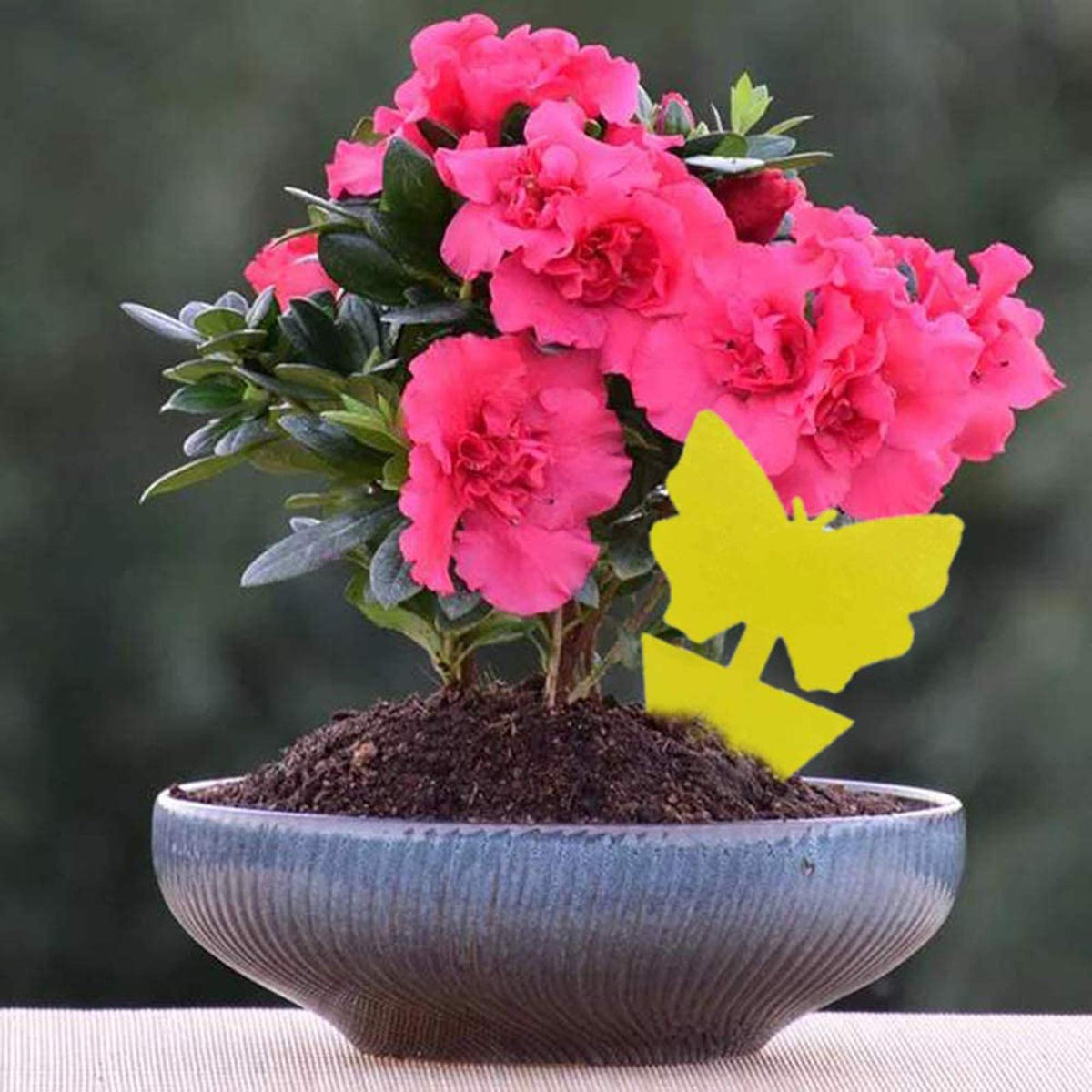 Faicuk decorative butterfly shape blends with plant decor while catching pests.