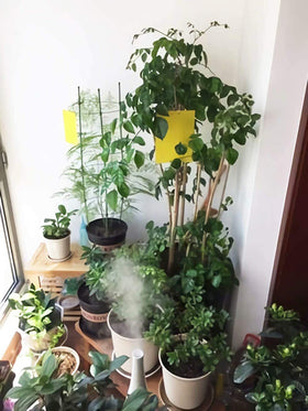 Faicuk safe for houseplants while trapping flying insects.