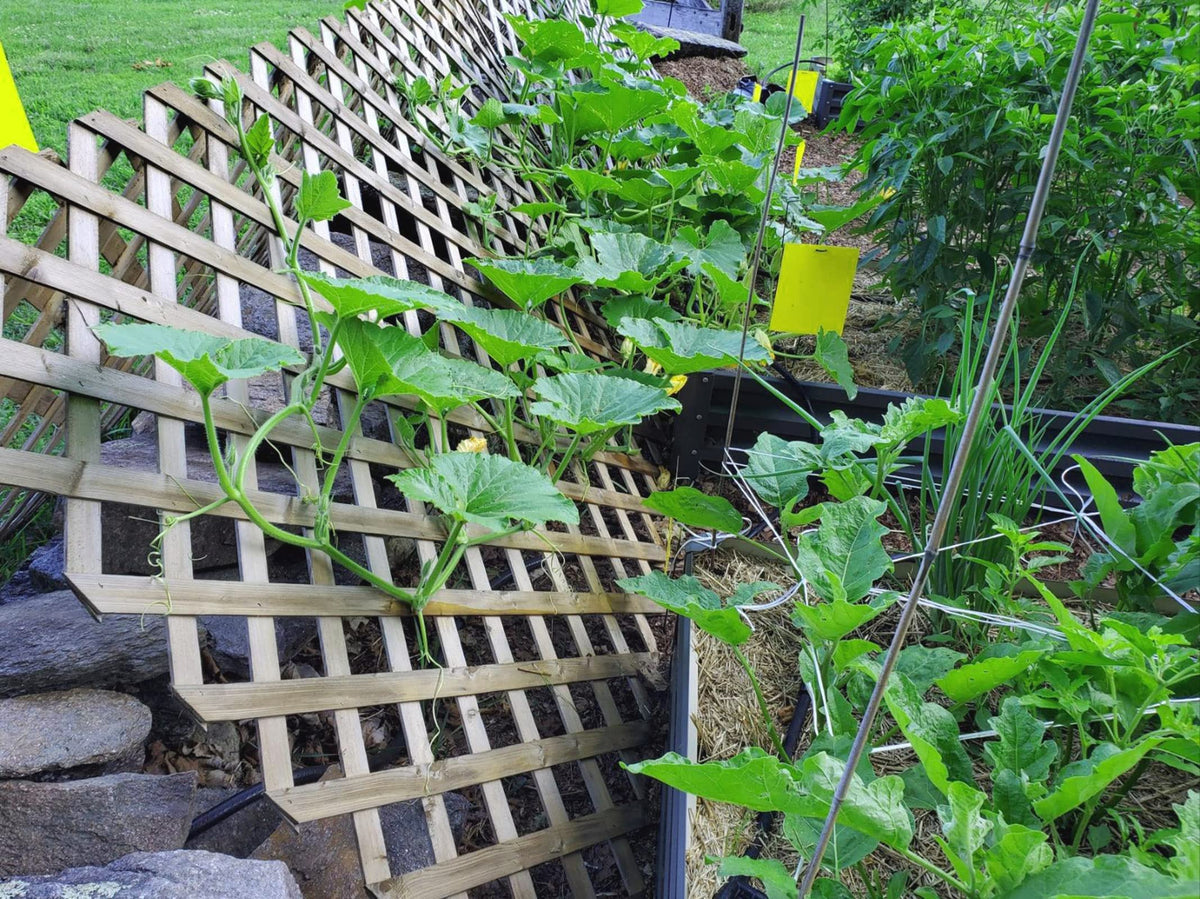 Faicuk ideal for outdoor gardens with visible pest capture.