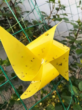 Faicuk sticky traps for houseplants, eco-friendly pest control option