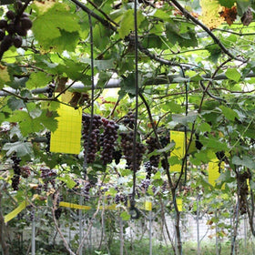 Faicuk trap surface captures flying pests with clear lure and visibility