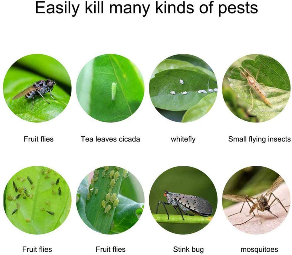 Faicuk traps for aphids, leaf miners, and gnats attract flying pests effectively.