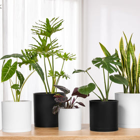 FaithLand 8-Inch Modern Cylinder Planter pairs well with pothos and succulents