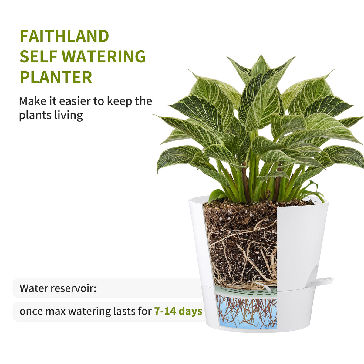 FaithLand bottom watering lip keeps surfaces dry while monitoring water levels.