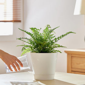 FaithLand indoor-outdoor planter suitable for versatile placements in homes and offices.