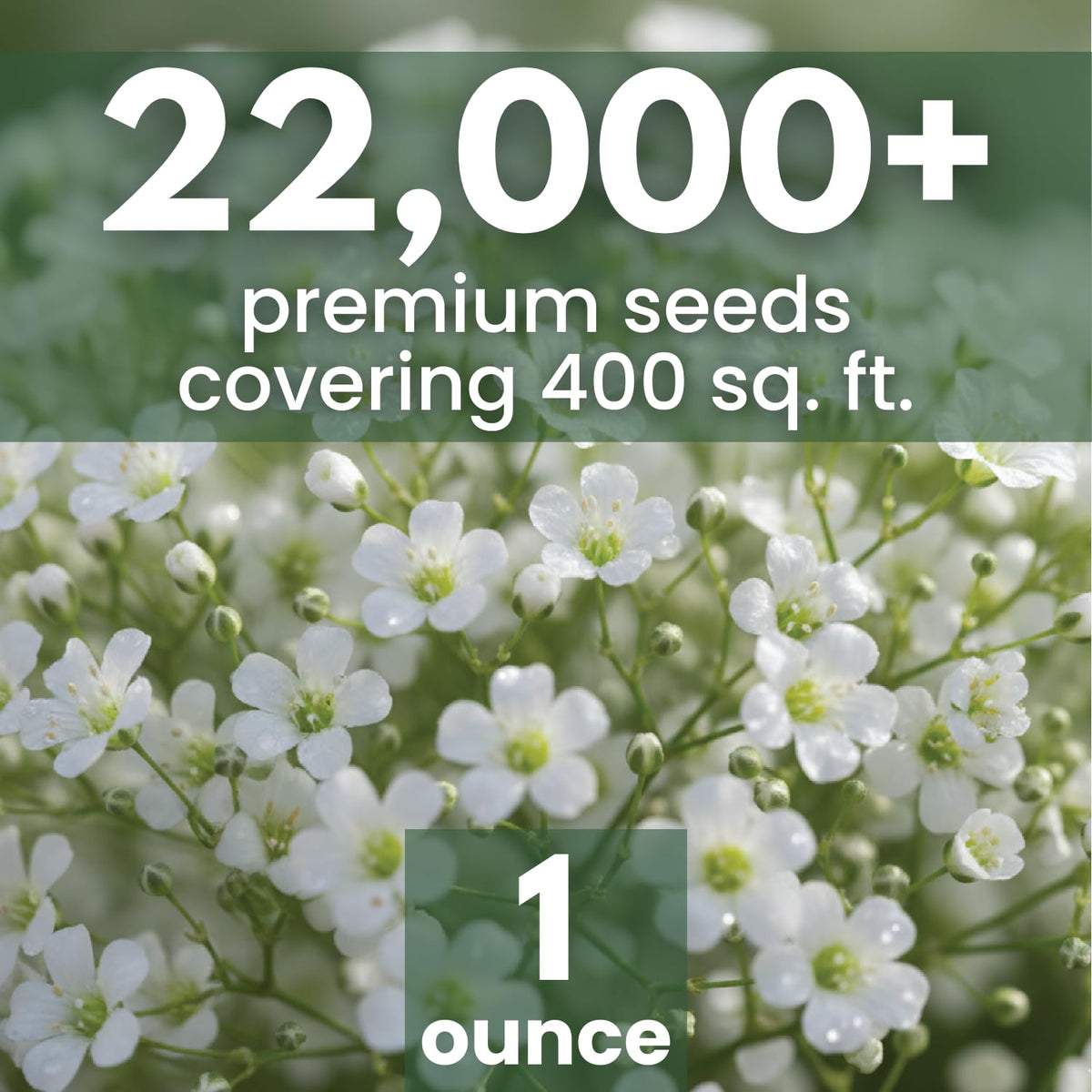Family Sown Baby’s Breath cloud-like blooms ideal for bouquets and weddings