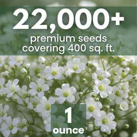 Family Sown Baby’s Breath cloud-like blooms ideal for bouquets and weddings