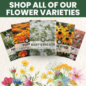 Family Sown Baby’s Breath enhances beds, borders, and dried arrangements