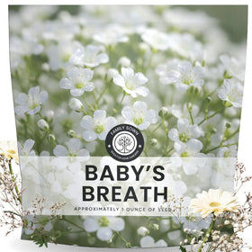Family Sown Baby’s Breath seeds 22k pack for broad sowing and airy white blooms