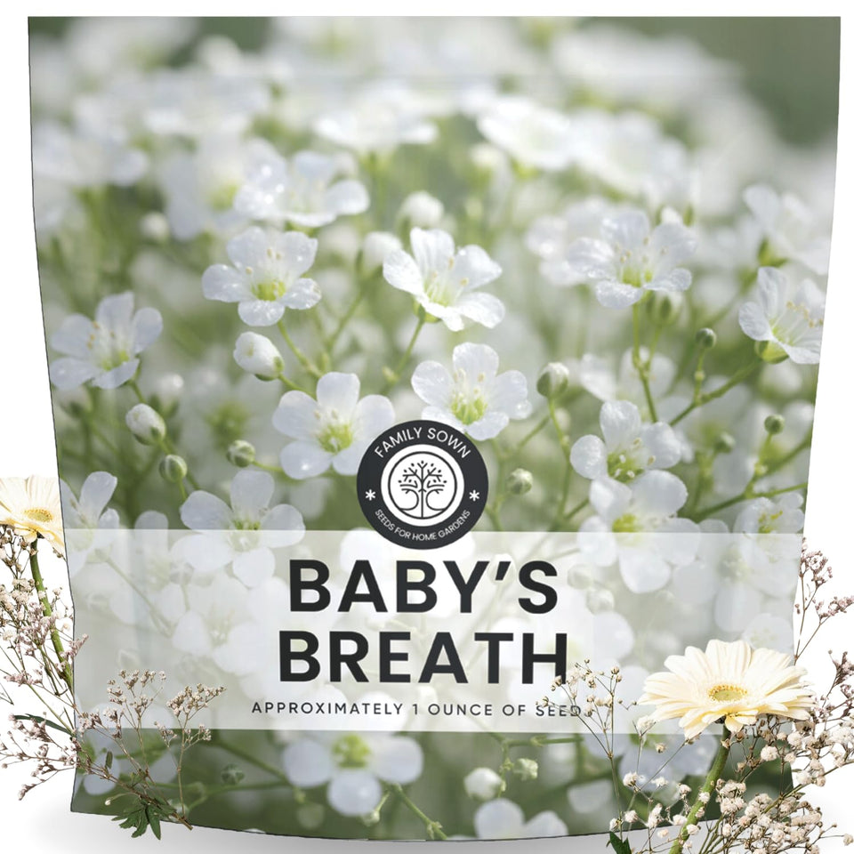 Family Sown Baby’s Breath seeds 22k pack for broad sowing and airy white blooms