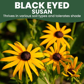 Bright yellow blooms of Family Sown Black-Eyed Susan in full sun.