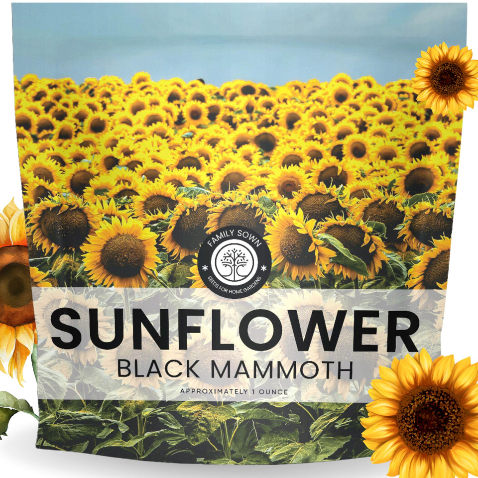 Family Sown Black Mammoth sunflower seeds in a 1 oz packet, ideal for border displays.