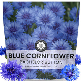 Family Sown Blue Cornflower seeds for spring planting and bold borders.