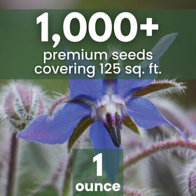 Blue starflower blooms from Family Sown brighten salads and garnishes