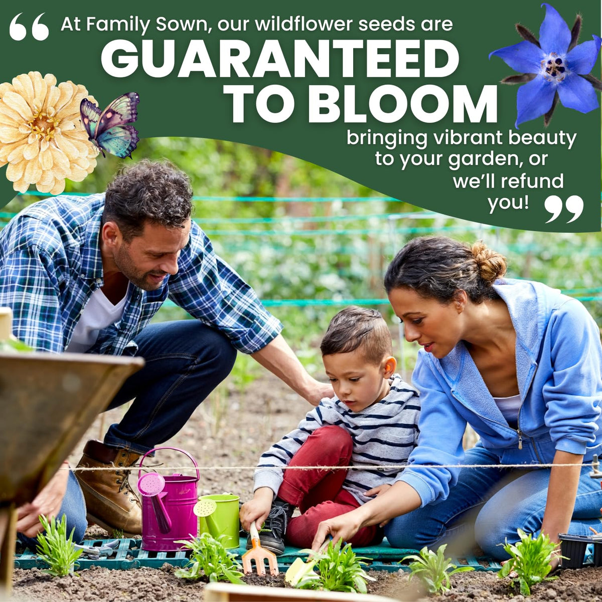 Family Sown borage adds ornamental border color and interest