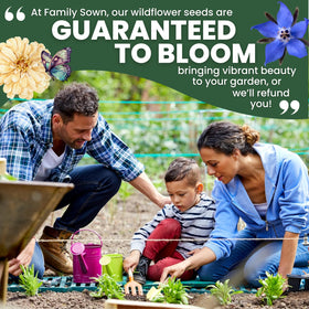 Family Sown borage adds ornamental border color and interest