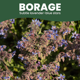 Edible borage flowers from Family Sown add color and flavor