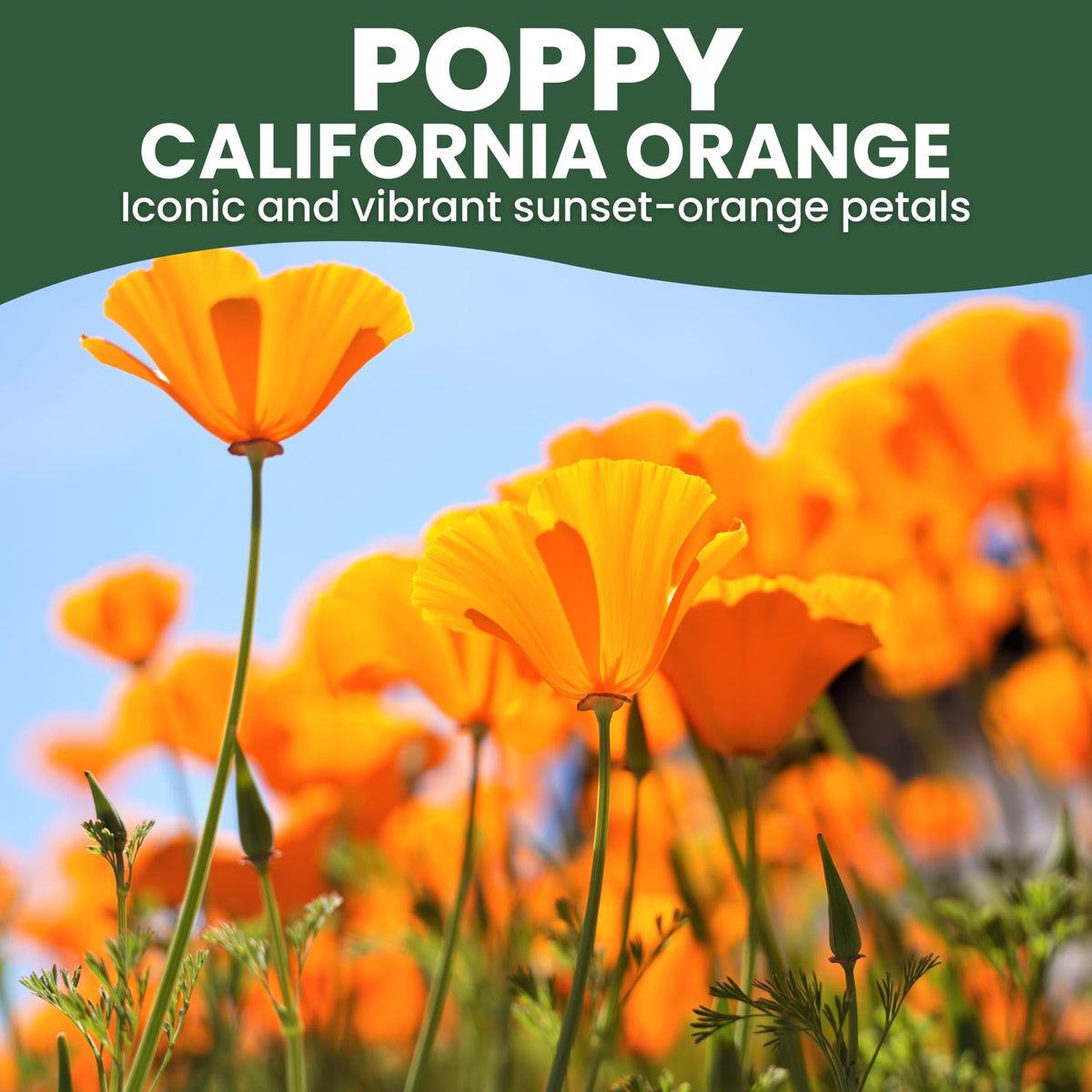 Family Sown California Poppy Orange blooms brightening a sunny border
