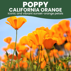 Family Sown California Poppy Orange blooms brightening a sunny border