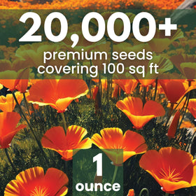 Back of Family Sown seed packet with planting tips for easy germination