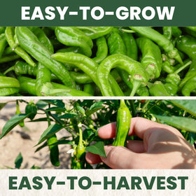 Family Sown compact container garden setup with Shishito peppers