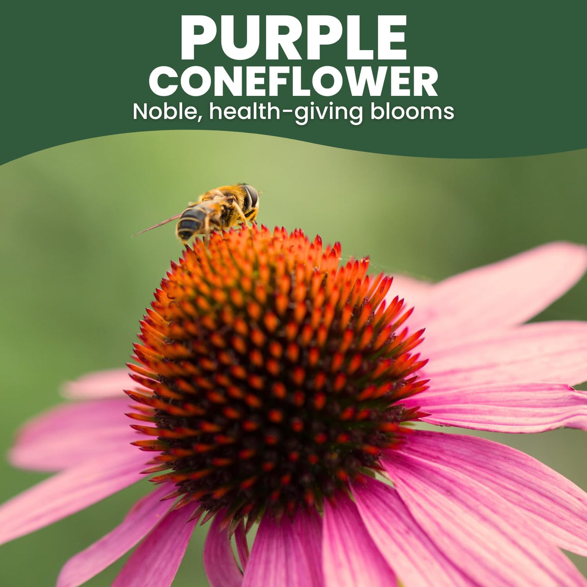 Family Sown coneflower bloom closeup showing bold purple petals and copper centers.