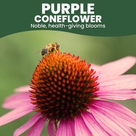 Family Sown coneflower bloom closeup showing bold purple petals and copper centers.