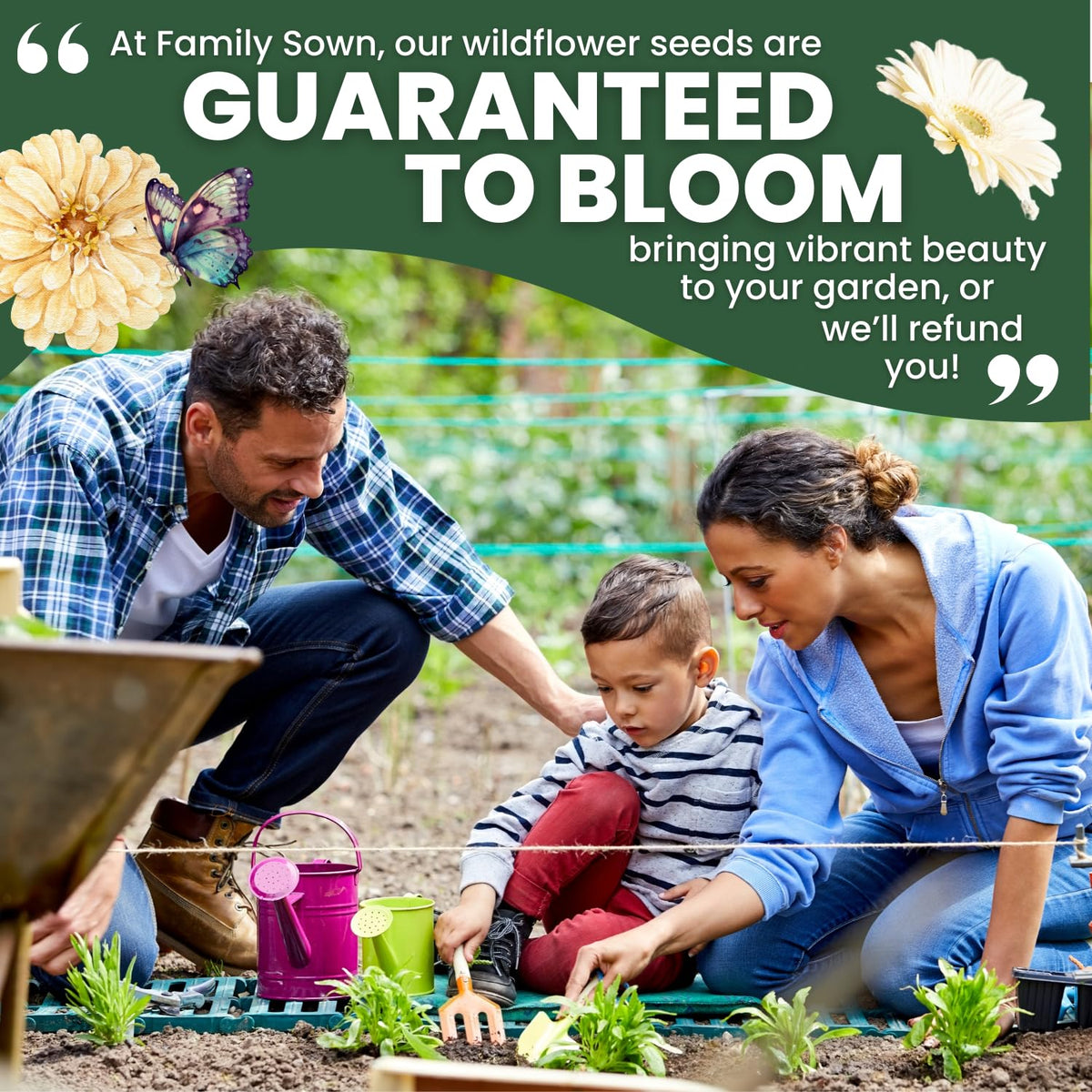Family Sown seed kit promotes vibrant meadow drifts with airy white clusters