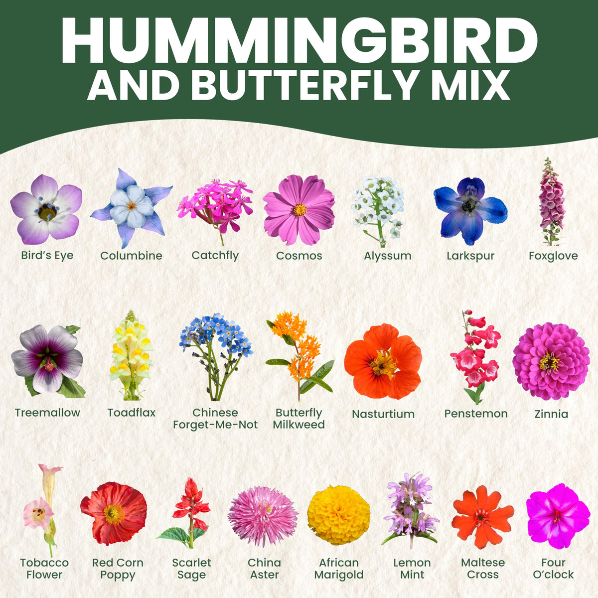 Family Sown Large 1-ounce seed packet for vibrant wildflower beds.