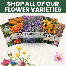 Family Sown lavender border garden ideal for cottage-style beds.
