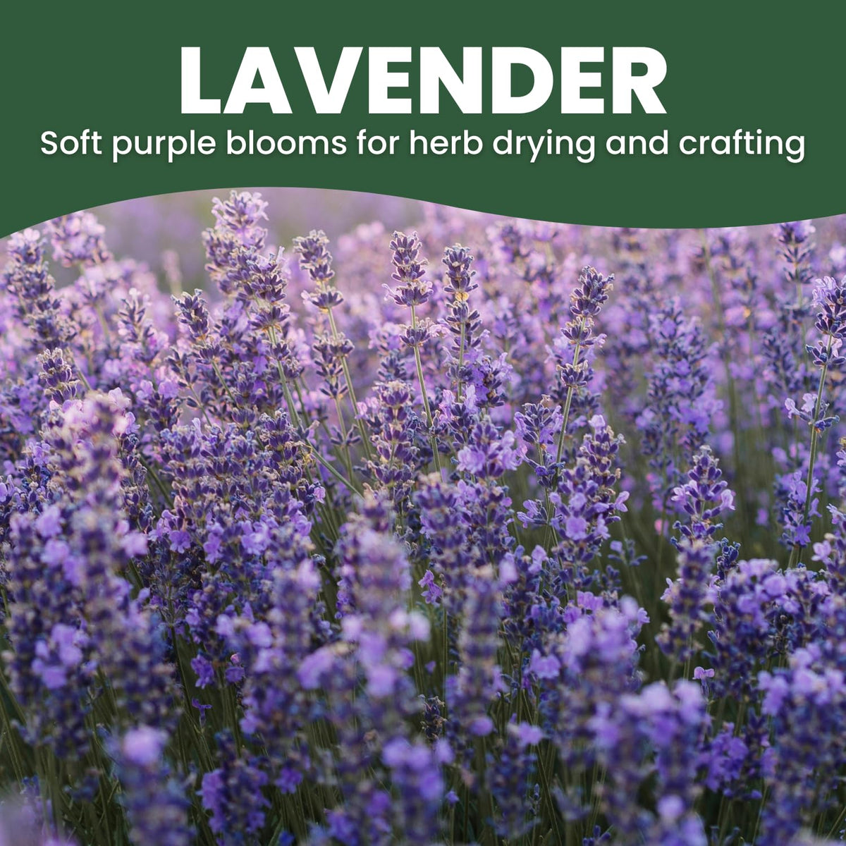 Family Sown lavender seedling in soil ready to establish in your garden.