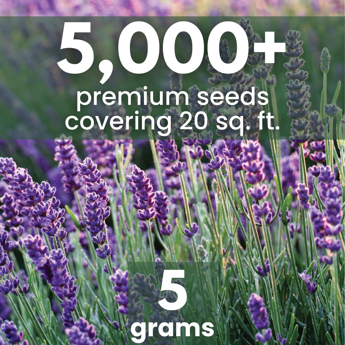 Family Sown lavender seeds 5g fresh pouch preserves viability for reliable germination.