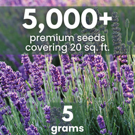 Family Sown lavender seeds 5g fresh pouch preserves viability for reliable germination.