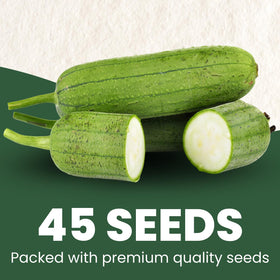 Family Sown luffa gourd vines growing strong on a trellis, signaling vigorous growth