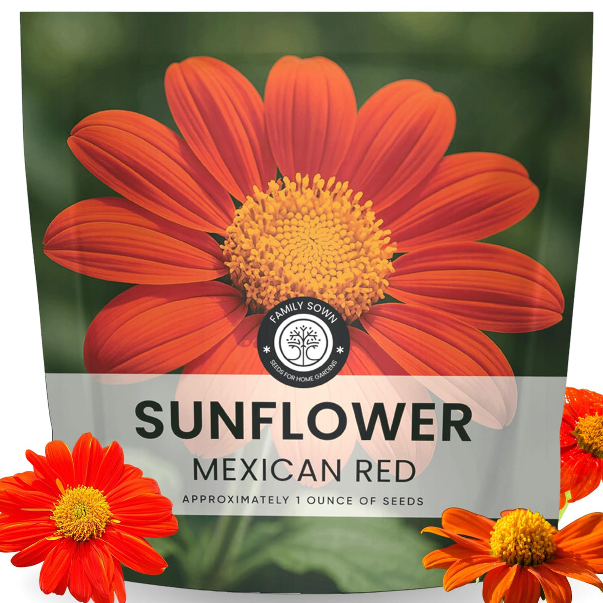Family Sown Mexican Sunflower Red bloom close-up attracts butterflies and adds vibrant color.