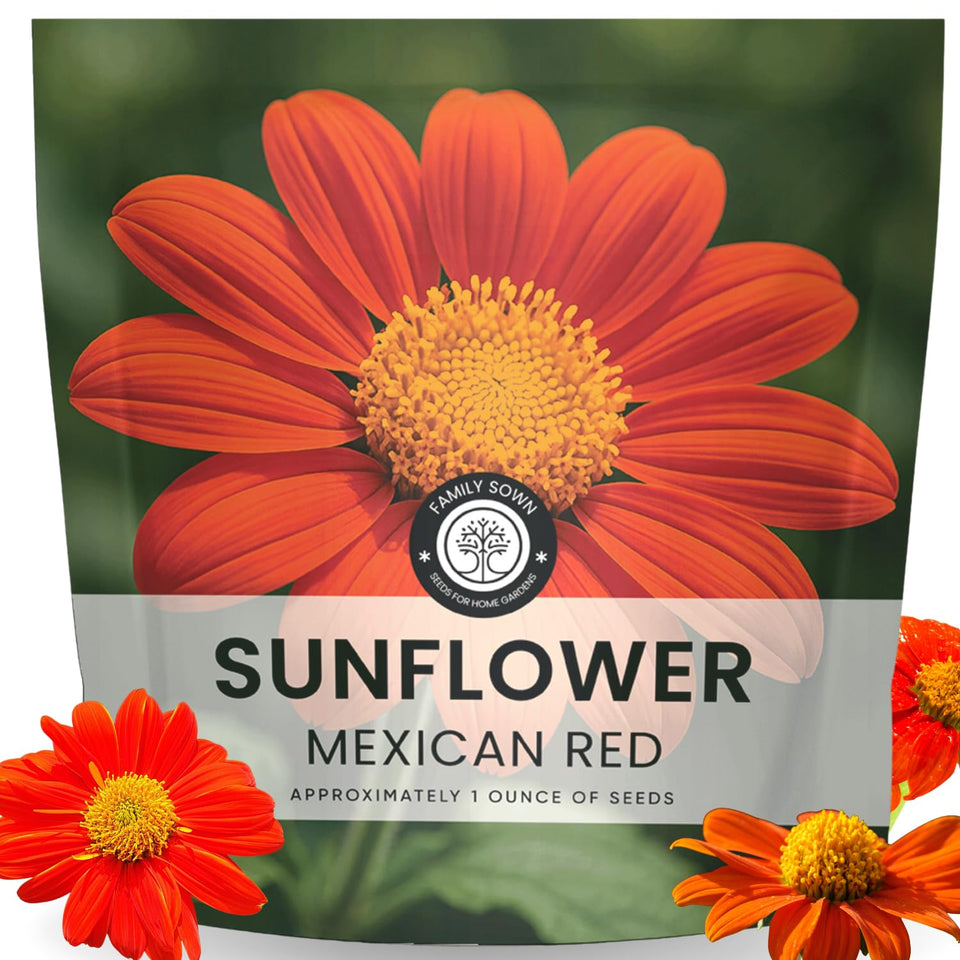 Family Sown Mexican Sunflower Red bloom close-up attracts butterflies and adds vibrant color.