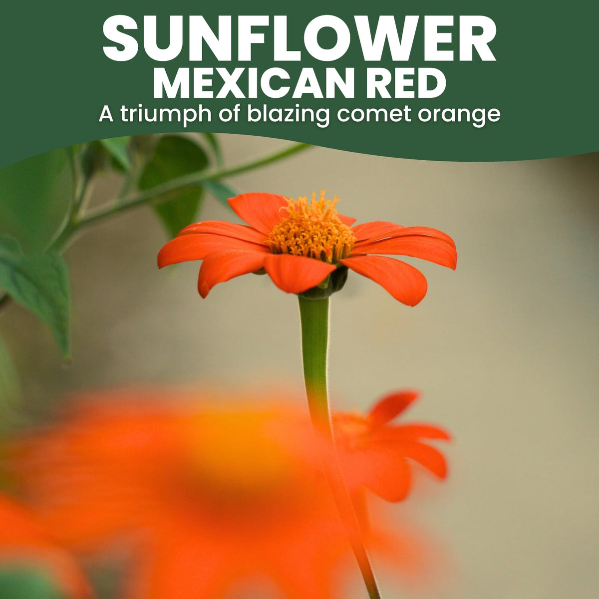 Family Sown Mexican Sunflower Red seed packet showing generous 1-ounce packaging.