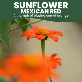 Family Sown Mexican Sunflower Red seed packet showing generous 1-ounce packaging.