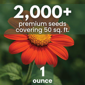 Family Sown Mexican Sunflower Red tall stem in garden border creates a drama focal point.